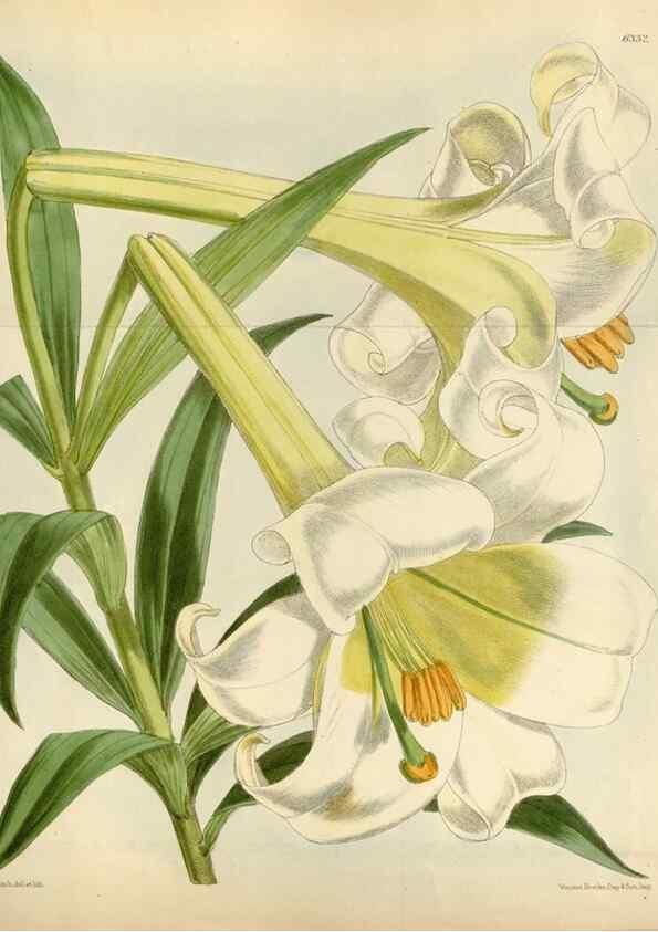 Reproducción/Reproduction 35009791690: Curtis's botanical magazine.. London ; New York [etc.] :Academic Press [etc.]