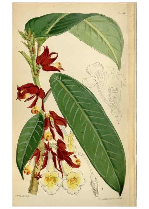 Reproducción/Reproduction 35009793740: Curtis's botanical magazine.. London ; New York [etc.] :Academic Press [etc.]