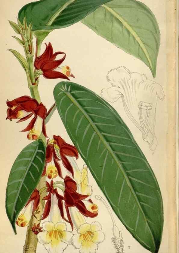 Reproducción/Reproduction 35009793740: Curtis's botanical magazine.. London ; New York [etc.] :Academic Press [etc.]