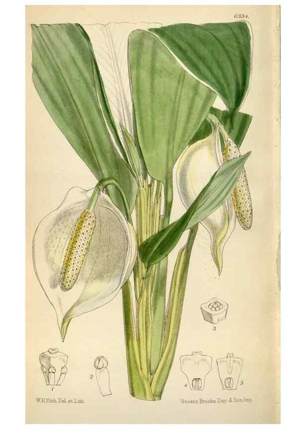 Reproducción/Reproduction 35009795850: Curtis's botanical magazine.. London ; New York [etc.] :Academic Press [etc.]