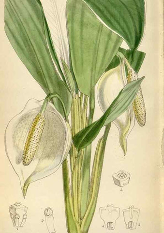 Reproducción/Reproduction 35009795850: Curtis's botanical magazine.. London ; New York [etc.] :Academic Press [etc.]