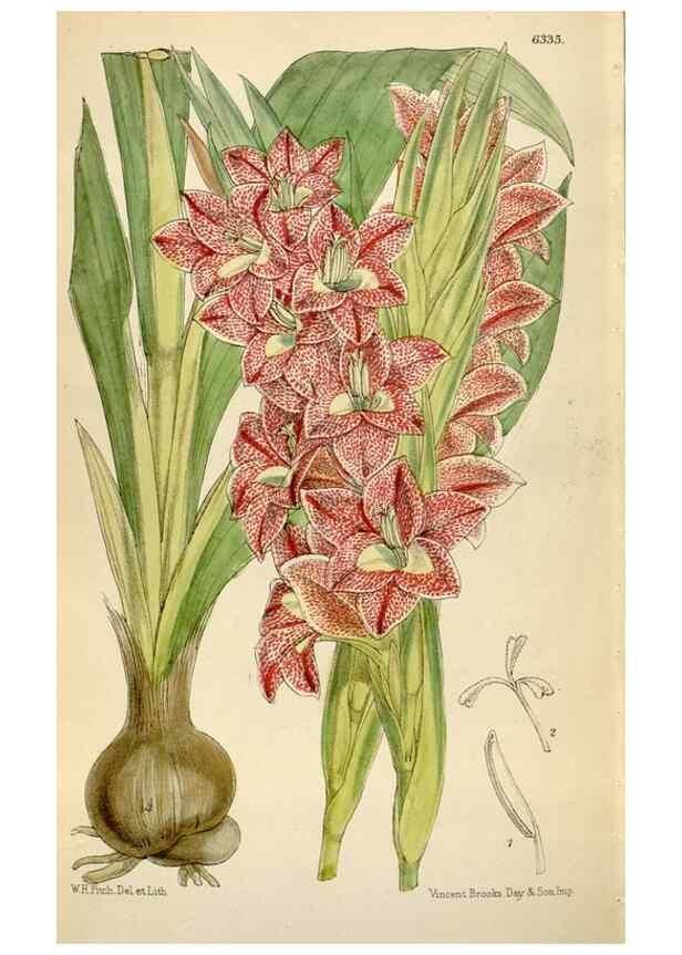 Reproducción/Reproduction 35009797810: Curtis's botanical magazine.. London ; New York [etc.] :Academic Press [etc.]