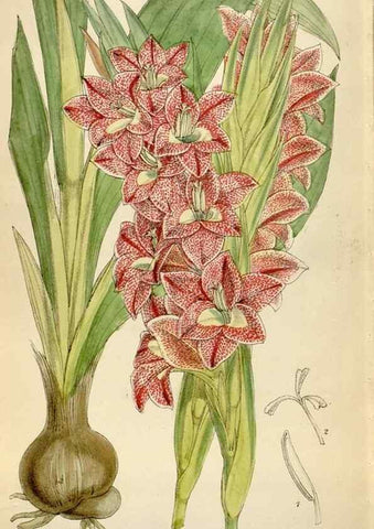 Reproducción/Reproduction 35009797810: Curtis's botanical magazine.. London ; New York [etc.] :Academic Press [etc.]