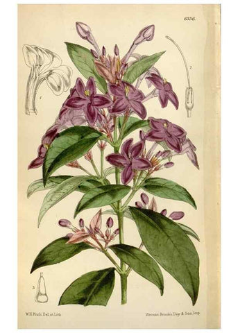 Reproducción/Reproduction 34554200494: Curtis's botanical magazine.. London ; New York [etc.] :Academic Press [etc.]