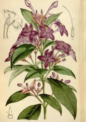 Reproducción/Reproduction 34554200494: Curtis's botanical magazine.. London ; New York [etc.] :Academic Press [etc.]