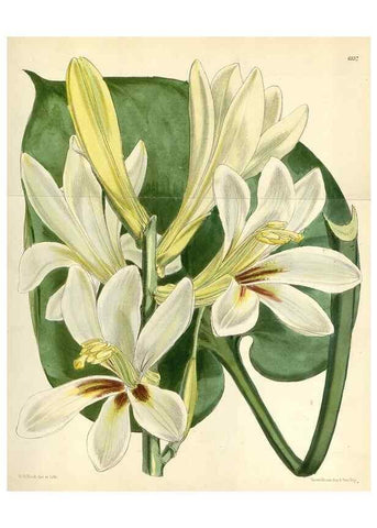 Reproducción/Reproduction 35267254671: Curtis's botanical magazine.. London ; New York [etc.] :Academic Press [etc.]