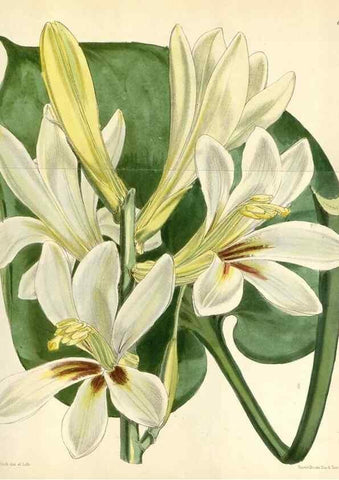 Reproducción/Reproduction 35267254671: Curtis's botanical magazine.. London ; New York [etc.] :Academic Press [etc.]
