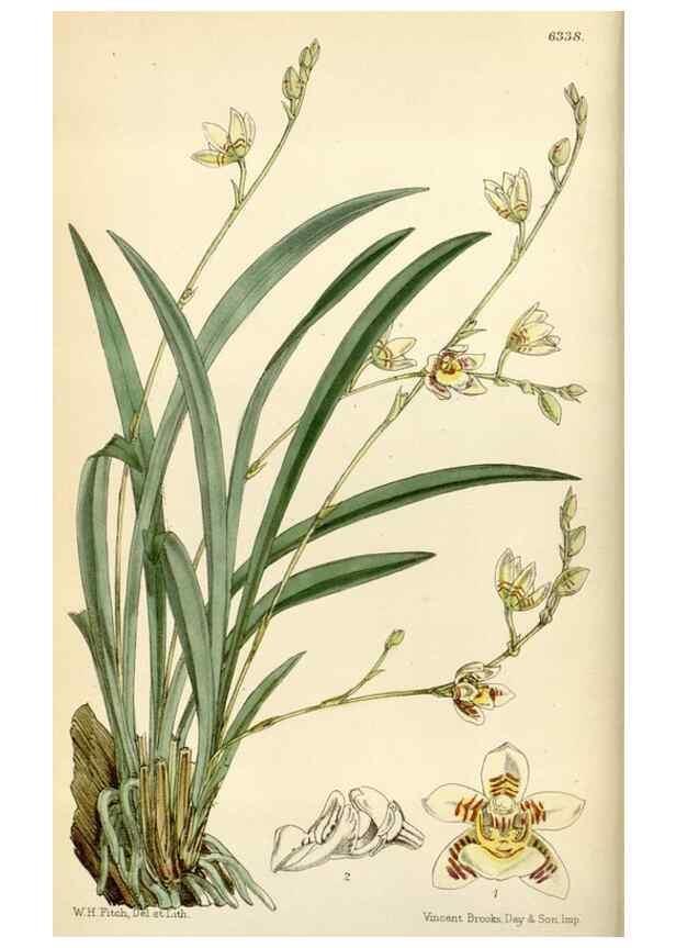 Reproducción/Reproduction 34587395723: Curtis's botanical magazine.. London ; New York [etc.] :Academic Press [etc.]