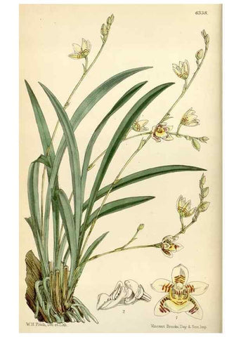 Reproducción/Reproduction 34587395723: Curtis's botanical magazine.. London ; New York [etc.] :Academic Press [etc.]