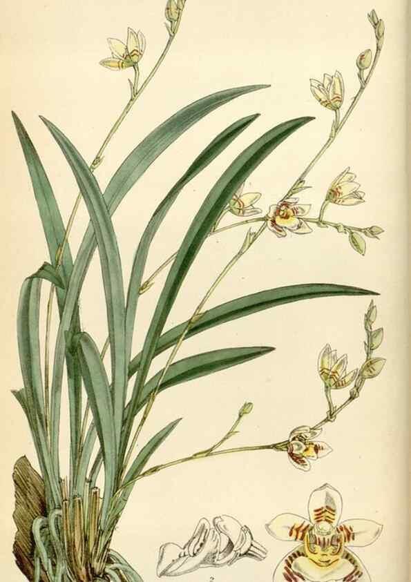 Reproducción/Reproduction 34587395723: Curtis's botanical magazine.. London ; New York [etc.] :Academic Press [etc.]