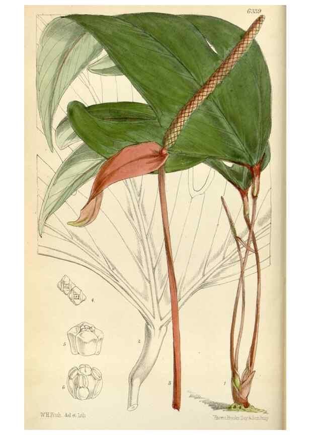 Reproducción/Reproduction 35267259811: Curtis's botanical magazine.. London ; New York [etc.] :Academic Press [etc.]