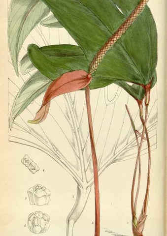 Reproducción/Reproduction 35267259811: Curtis's botanical magazine.. London ; New York [etc.] :Academic Press [etc.]