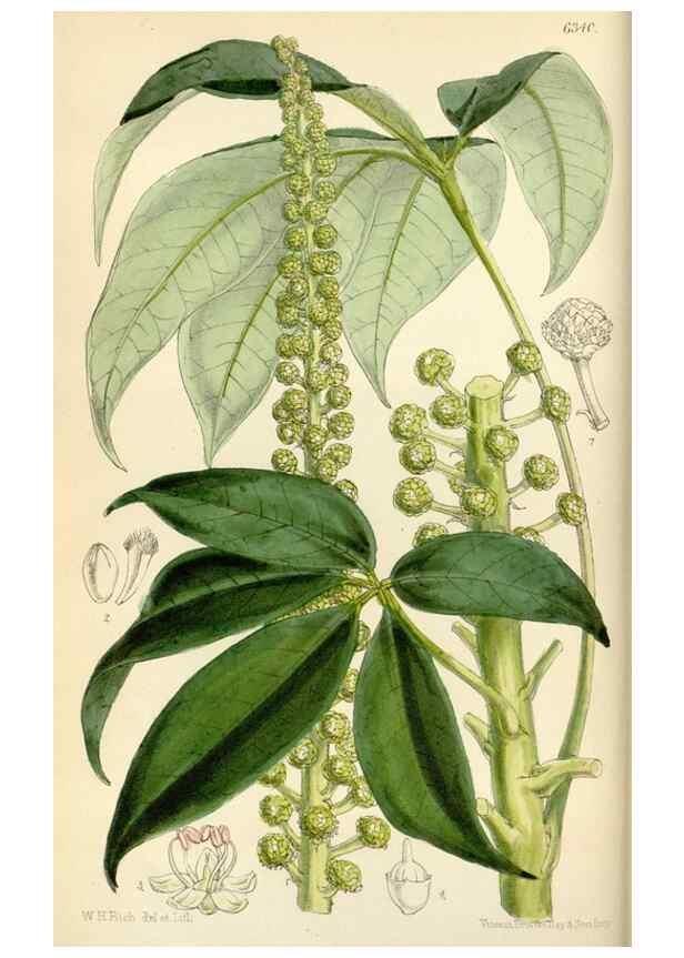 Reproducción/Reproduction 35230435382: Curtis's botanical magazine.. London ; New York [etc.] :Academic Press [etc.]