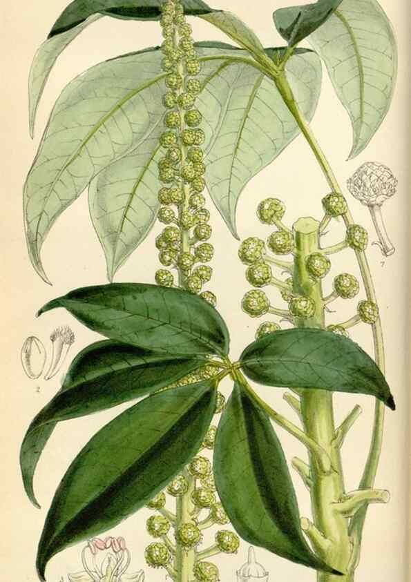 Reproducción/Reproduction 35230435382: Curtis's botanical magazine.. London ; New York [etc.] :Academic Press [etc.]