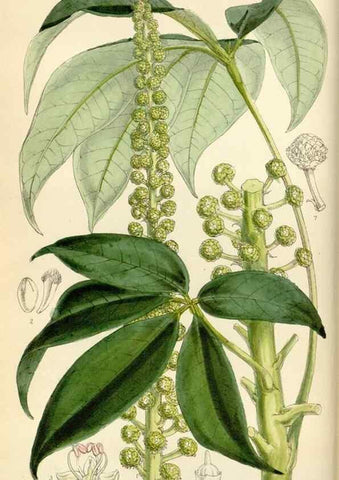 Reproducción/Reproduction 35230435382: Curtis's botanical magazine.. London ; New York [etc.] :Academic Press [etc.]