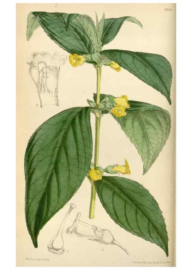 Reproducción/Reproduction 35009895900: Curtis's botanical magazine.. London ; New York [etc.] :Academic Press [etc.]