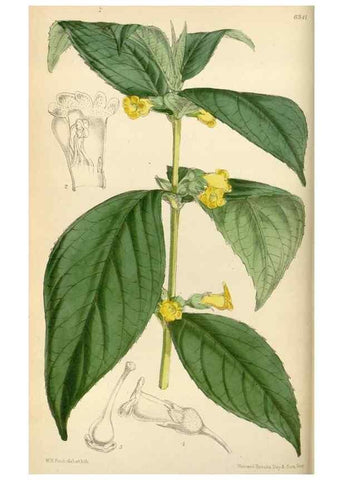 Reproducción/Reproduction 35009895900: Curtis's botanical magazine.. London ; New York [etc.] :Academic Press [etc.]