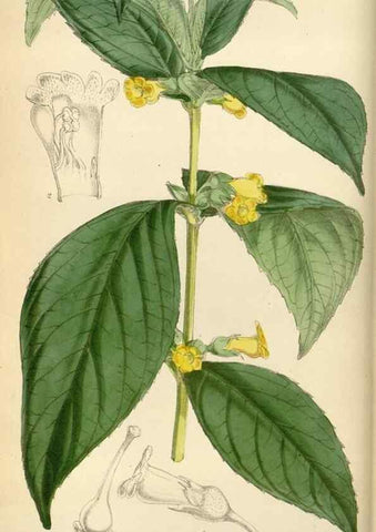 Reproducción/Reproduction 35009895900: Curtis's botanical magazine.. London ; New York [etc.] :Academic Press [etc.]