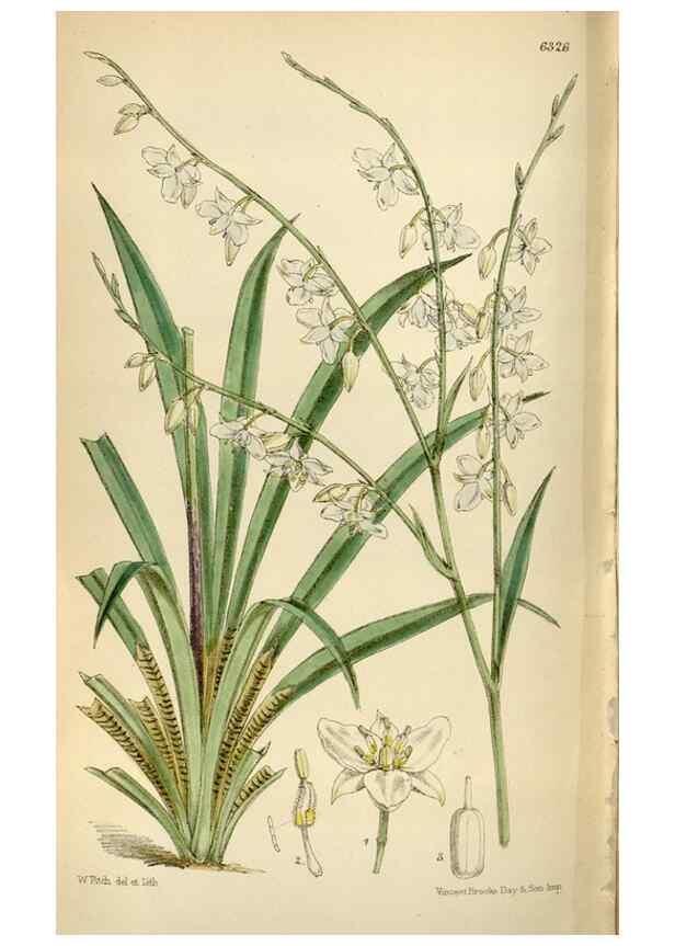 Reproducción/Reproduction 34554183724: Curtis's botanical magazine.. London ; New York [etc.] :Academic Press [etc.]