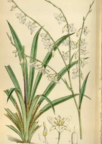 Reproducción/Reproduction 34554183724: Curtis's botanical magazine.. London ; New York [etc.] :Academic Press [etc.]