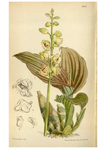 Reproducción/Reproduction 35267154061: Curtis's botanical magazine.. London ; New York [etc.] :Academic Press [etc.]