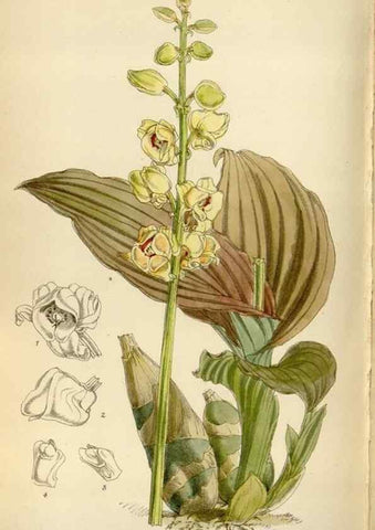 Reproducción/Reproduction 35267154061: Curtis's botanical magazine.. London ; New York [etc.] :Academic Press [etc.]