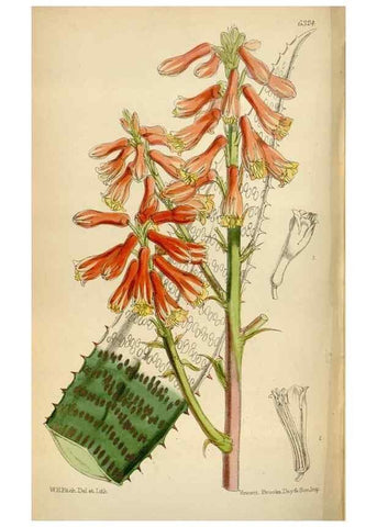Reproducción/Reproduction 34554180384: Curtis's botanical magazine.. London ; New York [etc.] :Academic Press [etc.]