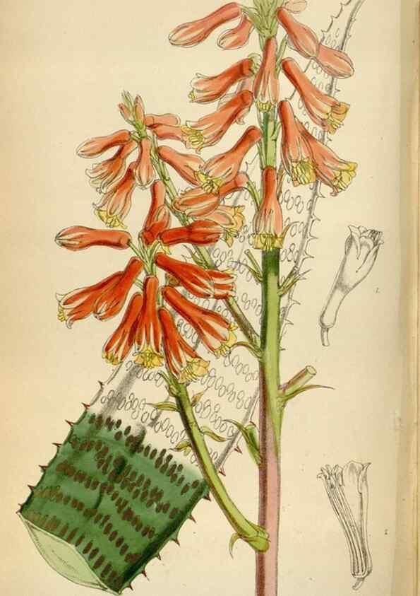 Reproducción/Reproduction 34554180384: Curtis's botanical magazine.. London ; New York [etc.] :Academic Press [etc.]