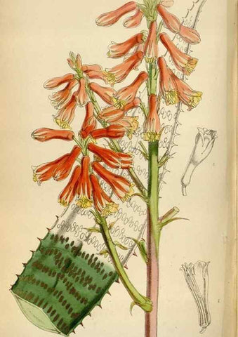 Reproducción/Reproduction 34554180384: Curtis's botanical magazine.. London ; New York [etc.] :Academic Press [etc.]