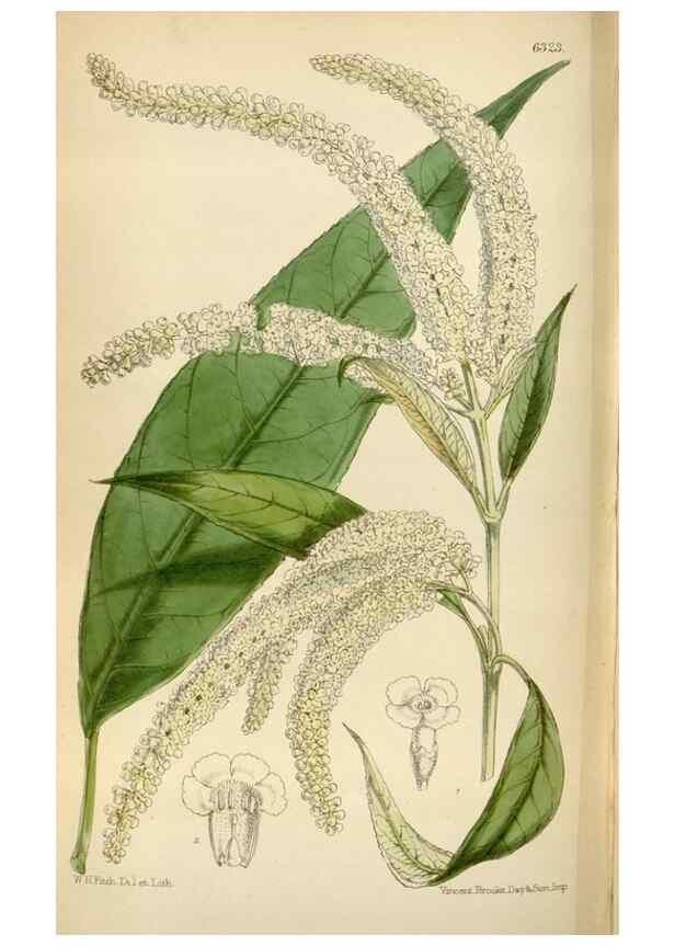 Reproducción/Reproduction 35396587555: Curtis's botanical magazine.. London ; New York [etc.] :Academic Press [etc.]