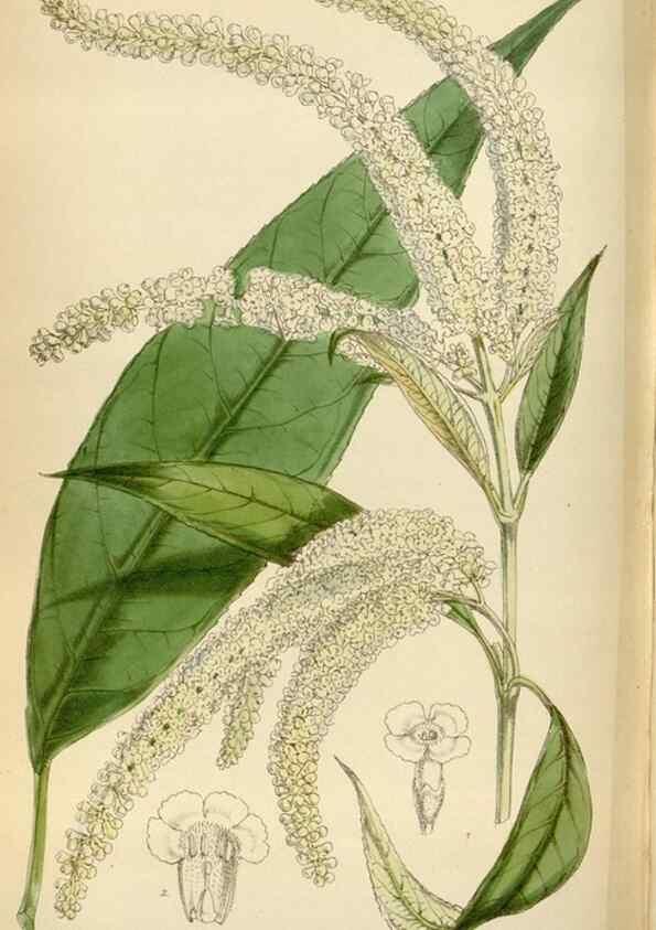 Reproducción/Reproduction 35396587555: Curtis's botanical magazine.. London ; New York [etc.] :Academic Press [etc.]