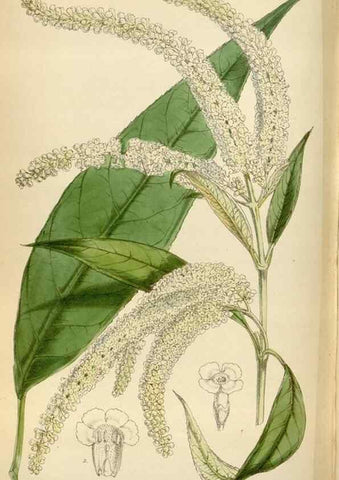 Reproducción/Reproduction 35396587555: Curtis's botanical magazine.. London ; New York [etc.] :Academic Press [etc.]