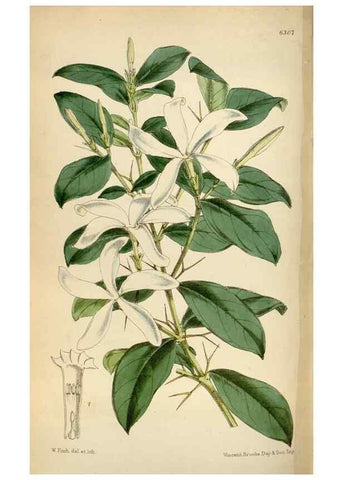 Reproducción/Reproduction 35396552215: Curtis's botanical magazine.. London ; New York [etc.] :Academic Press [etc.]