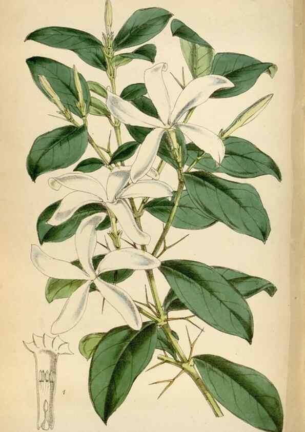 Reproducción/Reproduction 35396552215: Curtis's botanical magazine.. London ; New York [etc.] :Academic Press [etc.]