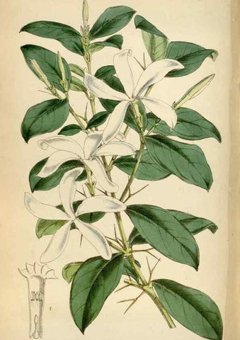 Reproducción/Reproduction 35396552215: Curtis's botanical magazine.. London ; New York [etc.] :Academic Press [etc.]