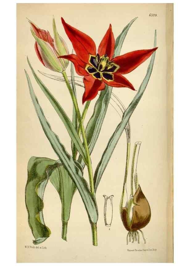 Reproducción/Reproduction 35396555255: Curtis's botanical magazine.. London ; New York [etc.] :Academic Press [etc.]