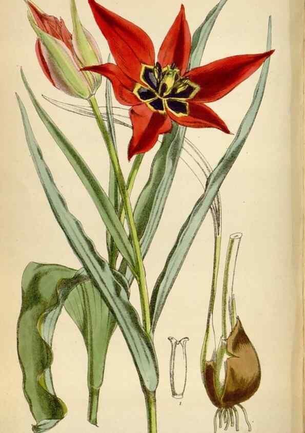 Reproducción/Reproduction 35396555255: Curtis's botanical magazine.. London ; New York [etc.] :Academic Press [etc.]