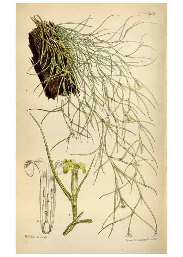 Reproducción/Reproduction 35396558295: Curtis's botanical magazine.. London ; New York [etc.] :Academic Press [etc.]