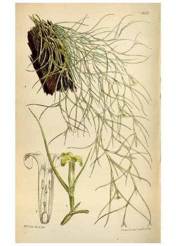 Reproducción/Reproduction 35396558295: Curtis's botanical magazine.. London ; New York [etc.] :Academic Press [etc.]