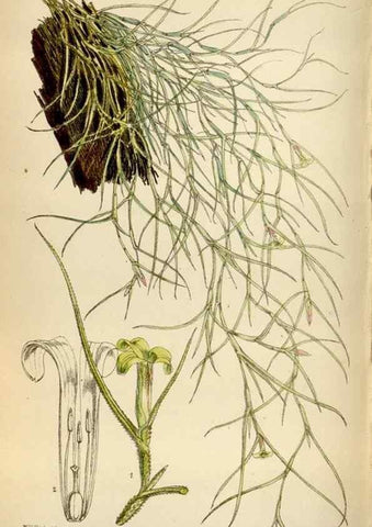 Reproducción/Reproduction 35396558295: Curtis's botanical magazine.. London ; New York [etc.] :Academic Press [etc.]