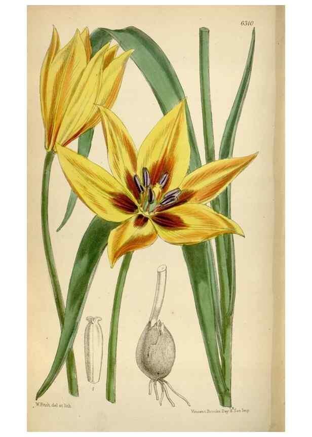 Reproducción/Reproduction 35396561145: Curtis's botanical magazine.. London ; New York [etc.] :Academic Press [etc.]