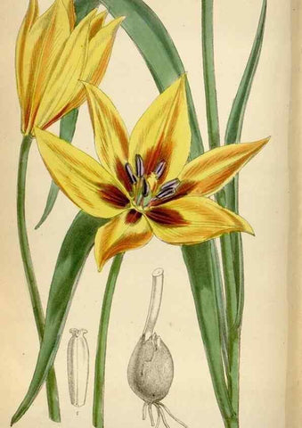 Reproducción/Reproduction 35396561145: Curtis's botanical magazine.. London ; New York [etc.] :Academic Press [etc.]