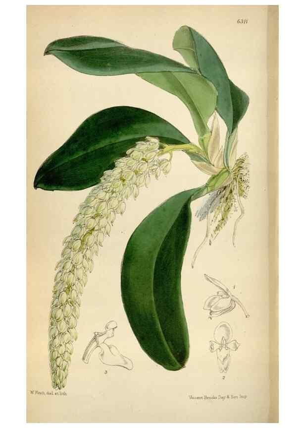 Reproducción/Reproduction 35396564345: Curtis's botanical magazine.. London ; New York [etc.] :Academic Press [etc.]