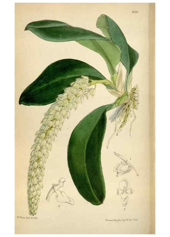 Reproducción/Reproduction 35396564345: Curtis's botanical magazine.. London ; New York [etc.] :Academic Press [etc.]