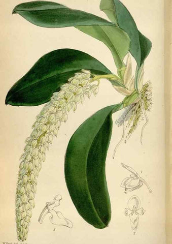 Reproducción/Reproduction 35396564345: Curtis's botanical magazine.. London ; New York [etc.] :Academic Press [etc.]