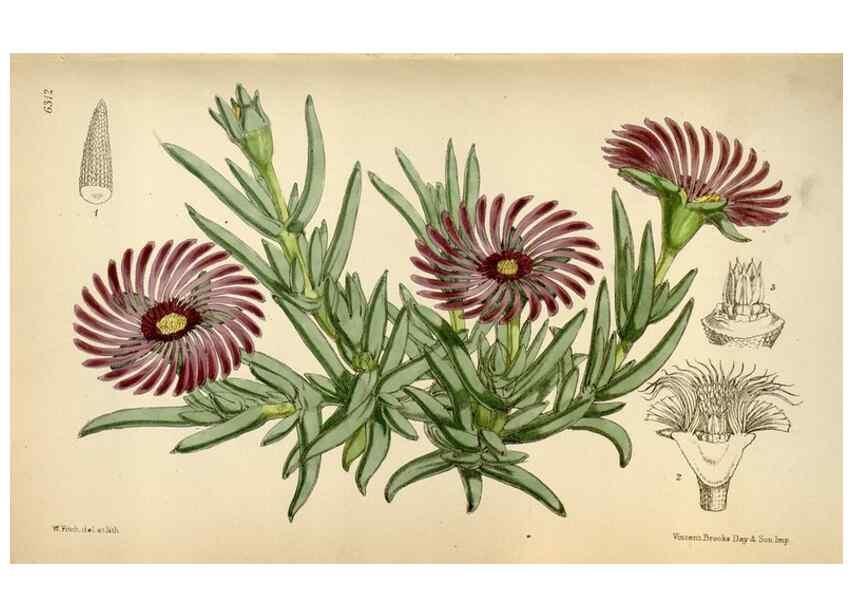 Reproducción/Reproduction 35396566035: Curtis's botanical magazine.. London ; New York [etc.] :Academic Press [etc.]