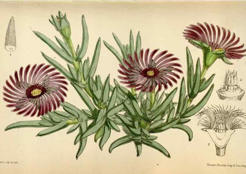 Reproducción/Reproduction 35396566035: Curtis's botanical magazine.. London ; New York [etc.] :Academic Press [etc.]