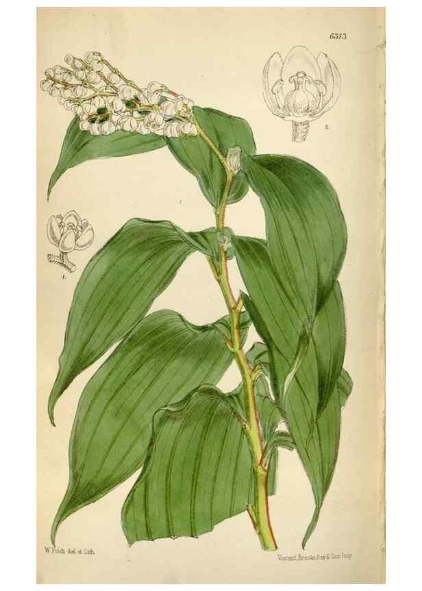 Reproducción/Reproduction 35396568225: Curtis's botanical magazine.. London ; New York [etc.] :Academic Press [etc.]