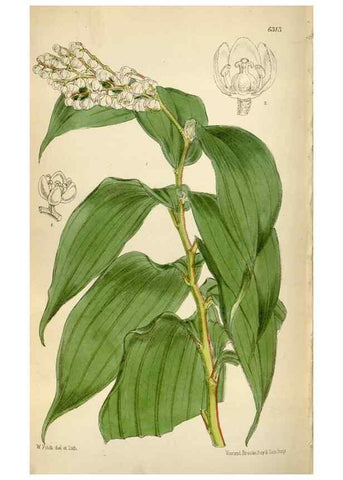 Reproducción/Reproduction 35396568225: Curtis's botanical magazine.. London ; New York [etc.] :Academic Press [etc.]