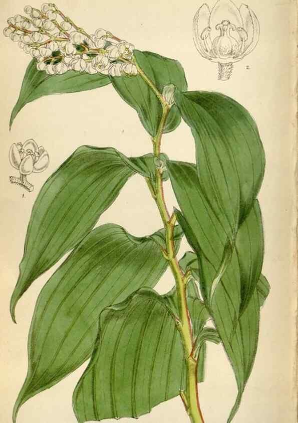Reproducción/Reproduction 35396568225: Curtis's botanical magazine.. London ; New York [etc.] :Academic Press [etc.]